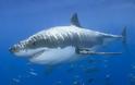 «Έπεσε» στα σαγόνια καρχαρία 20χρονος σέρφερ