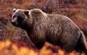 Αρκούδα τραυμάτισε κτηνοτρόφο στο Μοναχίτη Γρεβενών