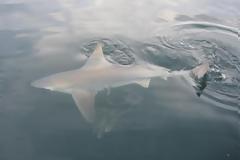 35 είδη καρχαρία στα ελληνικά νερά !!!