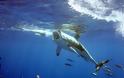 35 είδη καρχαρία στα ελληνικά νερά !!! - Φωτογραφία 3