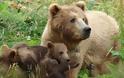 Αρκούδα τραυμάτισε κτηνοτρόφο στα Γρεβενά