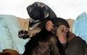 ΔΕΙΤΕ: Σκύλος υιοθέτησε μωρό χιμπατζή - Φωτογραφία 3