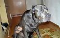 ΔΕΙΤΕ: Σκύλος υιοθέτησε μωρό χιμπατζή - Φωτογραφία 5