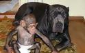ΔΕΙΤΕ: Σκύλος υιοθέτησε μωρό χιμπατζή - Φωτογραφία 6