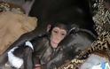 ΔΕΙΤΕ: Σκύλος υιοθέτησε μωρό χιμπατζή - Φωτογραφία 7