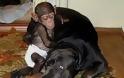 ΔΕΙΤΕ: Σκύλος υιοθέτησε μωρό χιμπατζή - Φωτογραφία 9
