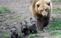 Αρκούδα τραυμάτισε κτηνοτρόφο στα Γρεβενά