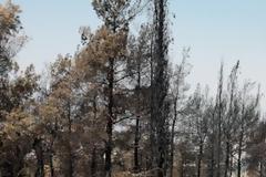 ΑΡΧΙΚΗ     ΑΤΑΚΕΣ     ΣΚΙΤΣΑ     ΗΞΕΡΕΣ ΟΤΙ...?     AΡΘΡΑ     ΦΑΡΣΕΣ     ΓΡΙΦΟΙ     IΣΤΟΡΙΚΕΣ ΦΡΑΣΕΙΣ     e-mail  ΦΩΤΟ – Σέιχ Σου: Μία ημέρα μετά τη φωτιά. Kάηκε μεγάλο τμήμα του δάσους.