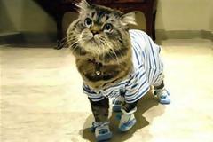 ΔΕΙΤΕ: Νυχτικά για να ξεχωρίσει το κατοικίδιό σας