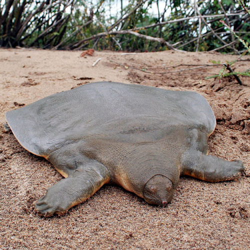 ΔΕΙΤΕ: Ανακαλύφθηκαν επίπεδες χελώνες! - Φωτογραφία 1