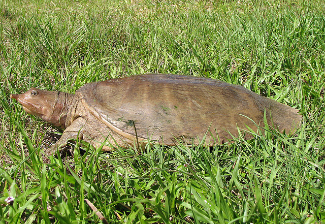 ΔΕΙΤΕ: Ανακαλύφθηκαν επίπεδες χελώνες! - Φωτογραφία 3