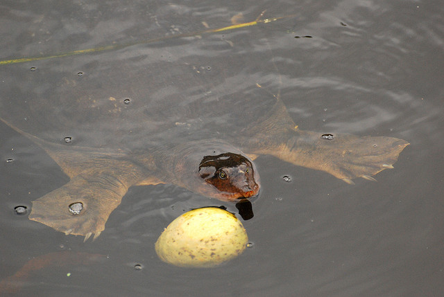 ΔΕΙΤΕ: Ανακαλύφθηκαν επίπεδες χελώνες! - Φωτογραφία 4