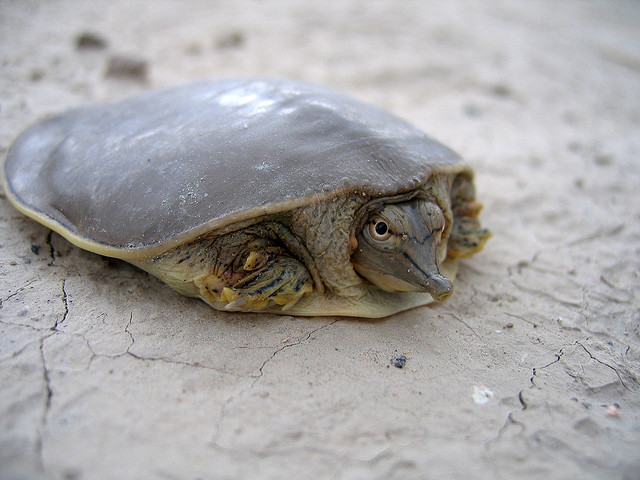 ΔΕΙΤΕ: Ανακαλύφθηκαν επίπεδες χελώνες! - Φωτογραφία 5