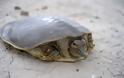 ΔΕΙΤΕ: Ανακαλύφθηκαν επίπεδες χελώνες! - Φωτογραφία 5
