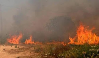 Σαρδηνία: Έφυγαν εξαιτίας της φωτιάς! - Φωτογραφία 1