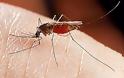 Κουνούπια: Η μάστιγα του Έβρου. Υπάρχουν λύσεις;