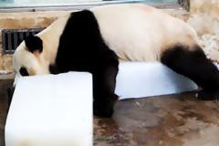 Ένα πάντα κάνει… τα πάντα για να δροσιστεί!