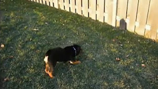 Σκύλος κυνηγάει τη σκιά του [Video] - Φωτογραφία 1