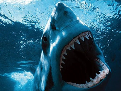 Τριανταπέντε είδη καρχαρία κολυμπούν στις θάλασσές μας! - Φωτογραφία 1