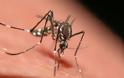 Συνεχίζεται το πρόγραμμα καταπολέμησης κουνουπιών στην Π.Ε. Πέλλας