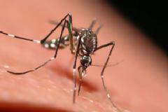 Συνεχίζεται το πρόγραμμα καταπολέμησης κουνουπιών στην Π.Ε. Πέλλας