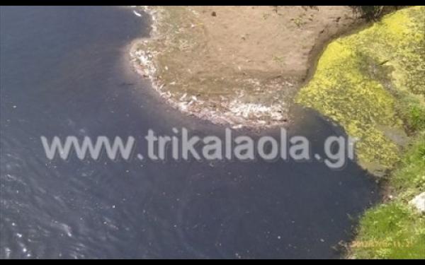 Τρίκαλα: Οικολογική καταστροφή στον Πηνειό με εκατοντάδες νεκρά ψάρια! - Φωτογραφία 1