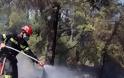 Βοριάδες και ζέστη απειλούν να βάλουν φωτιά στα δάση - Φωτογραφία 1