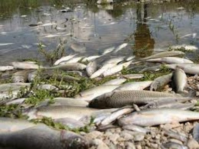 Νεκρά ψάρια ξεβράστηκαν στον Πηνειό - Φωτογραφία 1