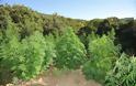 Πάνω από 4.000 τα χασισόδεντρα στην Καρδίτσα
