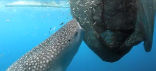 Έξυπνος φαλαινοκαρχαρίας κλέβει την ψαριά από δίχτυα.[ΒΙΝΤΕΟ] - Φωτογραφία 1
