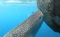 Έξυπνος φαλαινοκαρχαρίας κλέβει την ψαριά από δίχτυα.[ΒΙΝΤΕΟ]