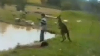 Καγκουρό κλώτσησε παιδάκι και το πέταξε στο ποτάμι! [Video] - Φωτογραφία 1