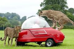 ΔΕΙΤΕ:   Σαφάρι σε τρεις τροχούς!