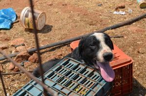 Πέθανε αλυσοδεμένος σκύλος στα Χανιά κάτω από τον καυτό ήλιο - Φωτογραφία 1