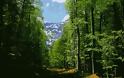 Απαγόρευση κυκλοφορίας στα δάση της Λέσβου έως 23 Αυγούστου