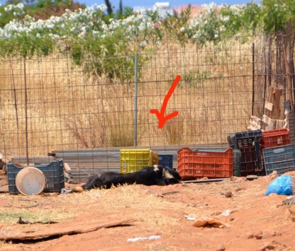 Κρήτη: Αγρότης κακοποιεί τα σκυλιά του - το ένα πέθανε από την δίψα δεμένο στον Ήλιο!!! (Να τον δέσουμε κι αυτόν στον Ήλιο να δούμε πόσο θα αντέξει...) - Φωτογραφία 1