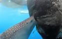 Φαλαινοκαρχαρίας: Ο επικηρυγμένος κλέφτης των ψαράδων
