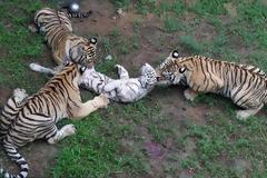 ΔΕΙΤΕ: Ο σκληρός νόμος της φύσης...