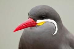 Ένας εντυπωσιακός μουστακαλής