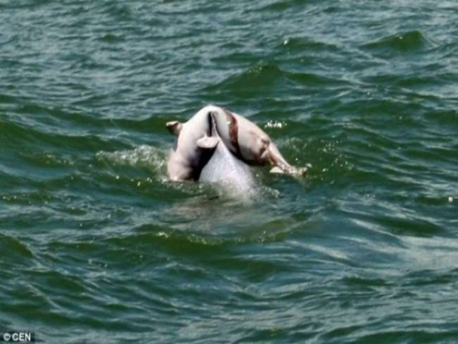 Συγκλονιστική ΦΩΤΟ: Δελφίνι μεταφέρει το νεκρό μωρό του! - Φωτογραφία 1