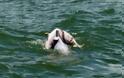 Συγκλονιστική ΦΩΤΟ: Δελφίνι μεταφέρει το νεκρό μωρό του!
