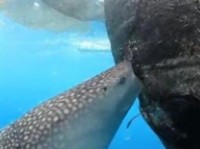 VIDEO: Φαλαινοκαρχαρίας κλέβει ψαριά μέσα από τα δίχτυα! - Φωτογραφία 1
