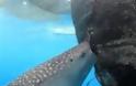 VIDEO: Φαλαινοκαρχαρίας κλέβει ψαριά μέσα από τα δίχτυα!