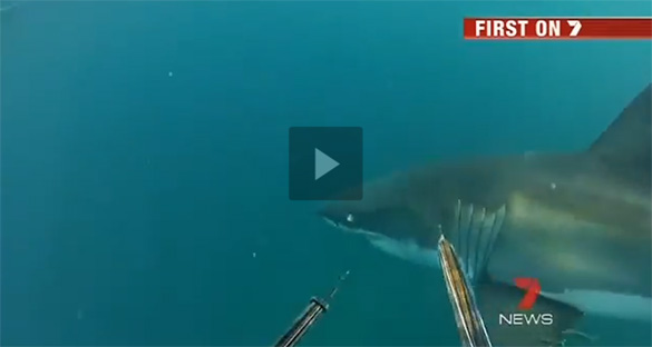 VIDEO: Στενές επαφές με έναν μεγάλο λευκό καρχαρία - Φωτογραφία 1