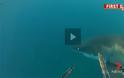 VIDEO: Στενές επαφές με έναν μεγάλο λευκό καρχαρία