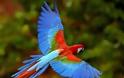 «Ξέπλυμα» εξωτικών πουλιών στα Νησιά του Σολομώντα