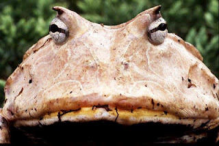 Ένας παράξενος βάτραχος… pacman! - Φωτογραφία 1