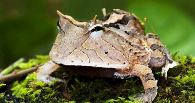 Ένας παράξενος βάτραχος… pacman! - Φωτογραφία 3