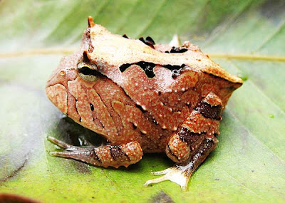Ένας παράξενος βάτραχος… pacman! - Φωτογραφία 4