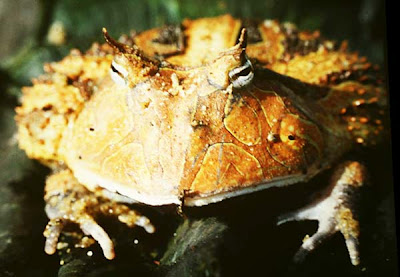 Ένας παράξενος βάτραχος… pacman! - Φωτογραφία 5